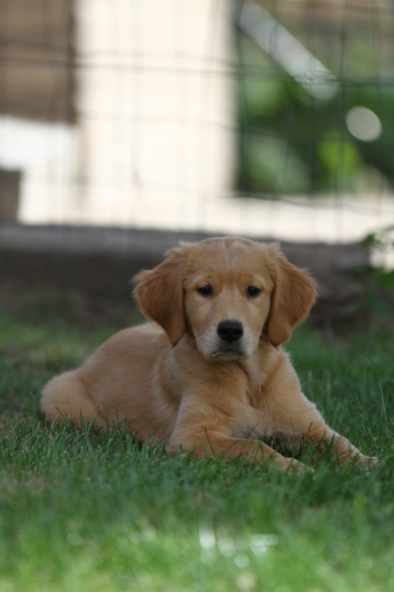 Werklijn Goldens :: Domus Retrievers